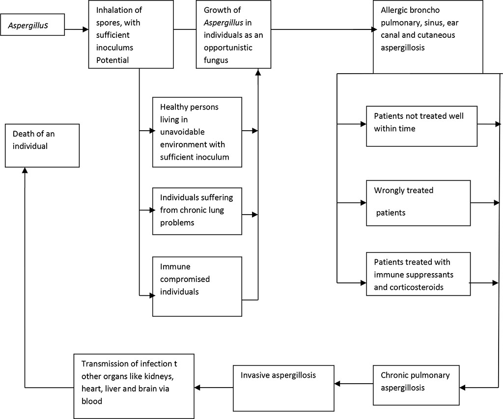 Figure 1. A functional model of developing aspergillosis in human 