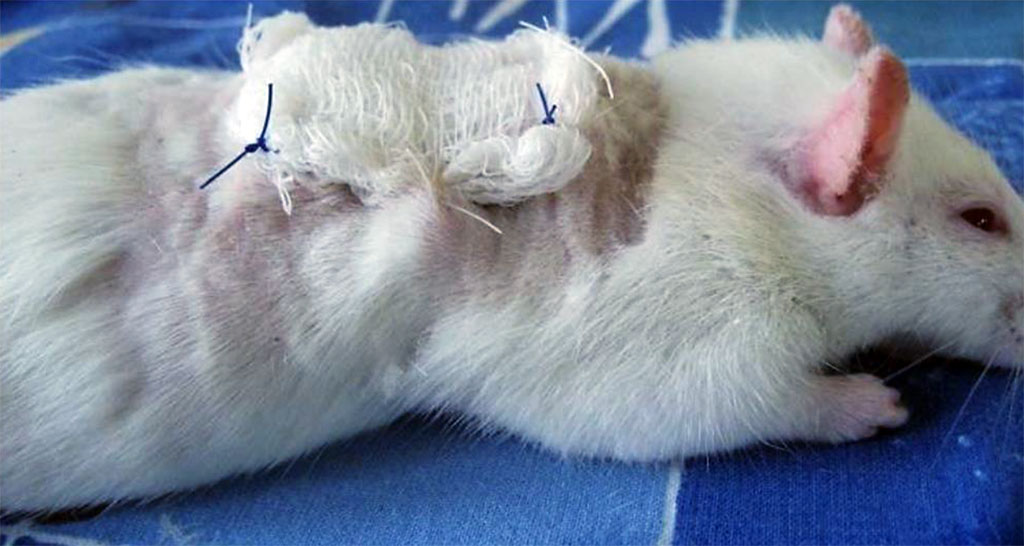 Figure 1. Fixation of a sterile napkin with Levomekol ointment to the wound edges of a laboratory animal.