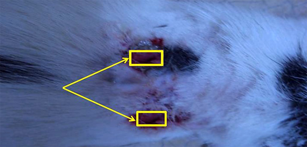 Figure 2. Wounds with the dressings inserted into them.