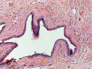 3b The excretory duct of the salivary gland. Staining with hematoxylin and eosin – x 60
