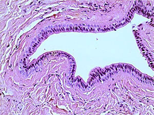 3d Excretory duct of the salivary gland. Staining with hematoxylin and eosin – x 250