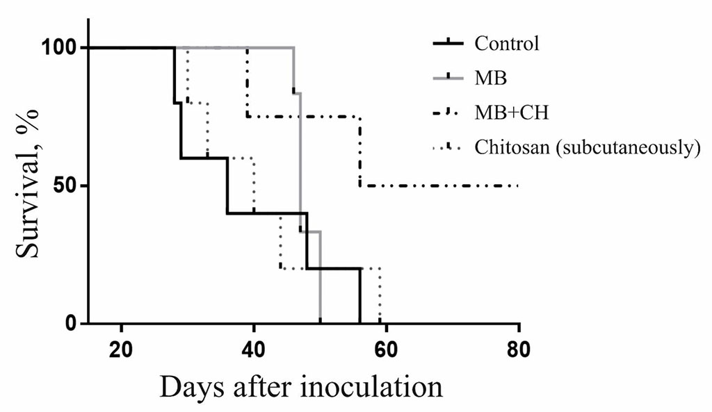 Figure. 4. Dynamics of death and survival of mice with B16 melanoma after photodynamic therapy with additional subcutaneous injection of chitosan.