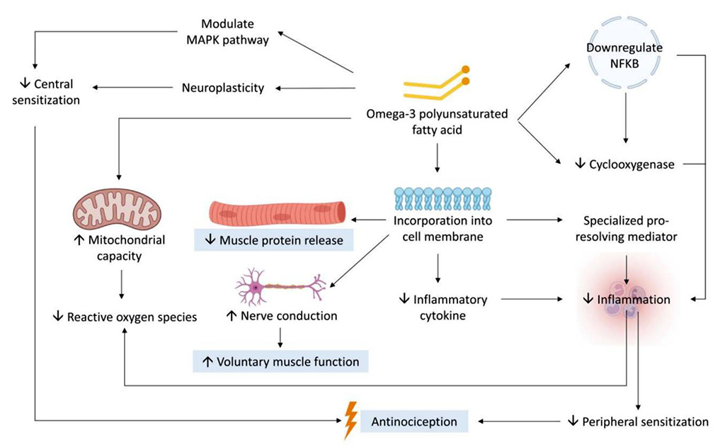 Figure 2. Mechanisms by which omega-3 polyunsaturated fatty acids (n-3 PUFA) alleviate EIMD