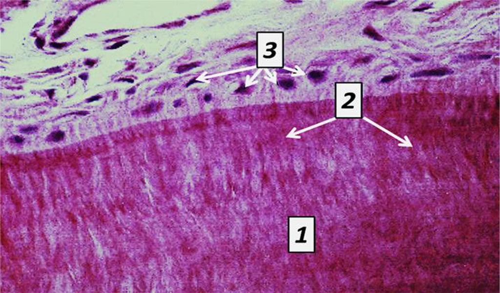 Fig. 10. Histological structure of rat tooth cement, the comparison group: 1− cell–free cement; 2 – Sharpey’s fibers; 3 – cementoblasts (×1200, hematoxylin-eosin staining).