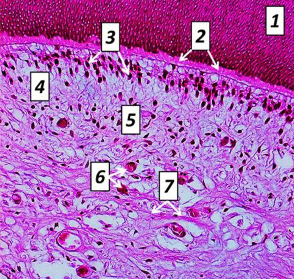 Fig. 11. Histological structure of rat tooth pulp cross-sectio, the comparison group: 1− dentin; 2 – predentin; 3 − odontoblasts; 4 − cell-free cement; 5 – cell cement; 6 – blood capillaries; 7 – nerve fibers (×600, hematoxylin-eosin staining).