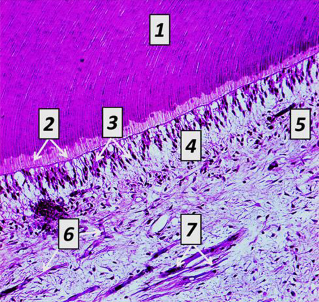 Fig. 12. Histological structure of rat tooth pulp longitudinal section, the comparison group: 1− dentin; 2 − predentin; 3 – odontoblasts; 4 − cell−free cement; 5 – cell cement; 6 – blood capillaries; 7 – nerve fibers (×600, hematoxylin-eosin staining).