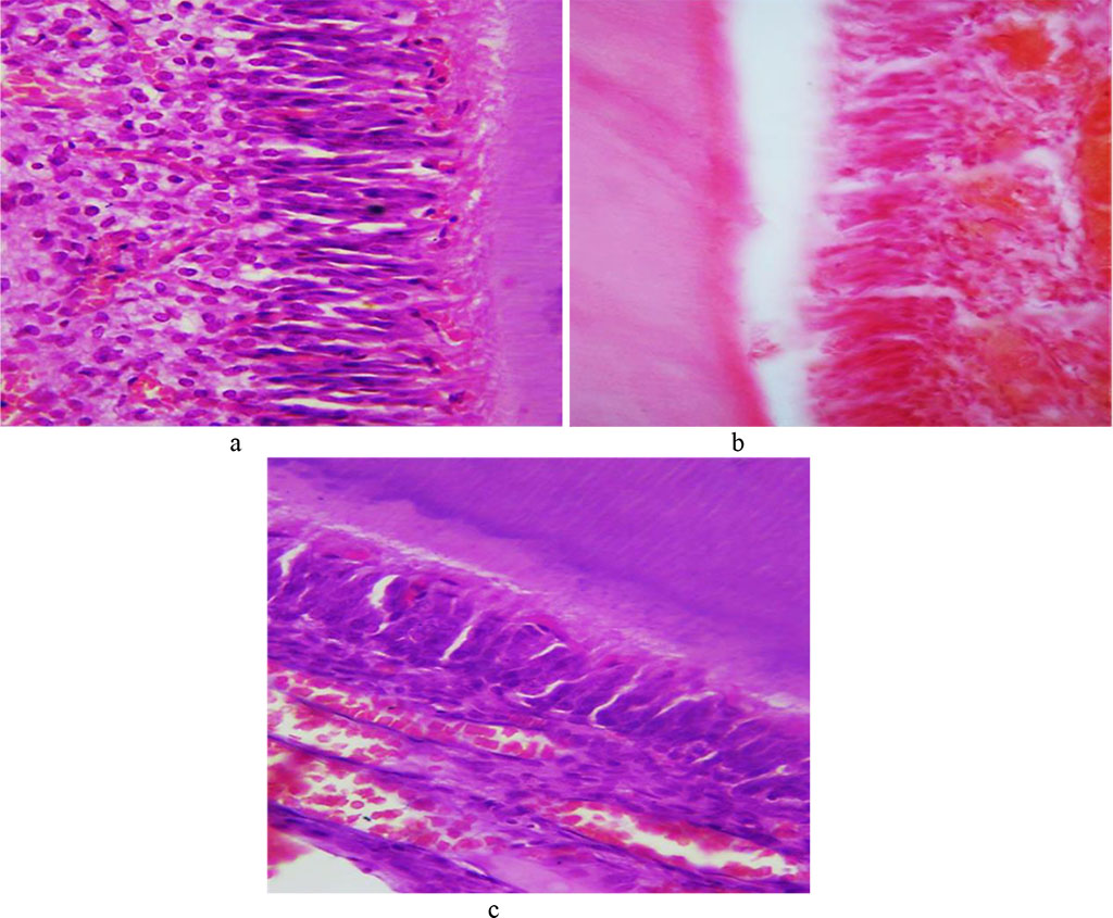 Fig. 13. Pathomorphological changes affecting dental tissues, the main group laboratory rats, Day 8 of the experiment: a − the initial stage of edema between odontoblasts; b − focal perivascular hemorrhages; c − diffuse venous-capillary blood fullness (×600, hematoxylin-eosin staining).