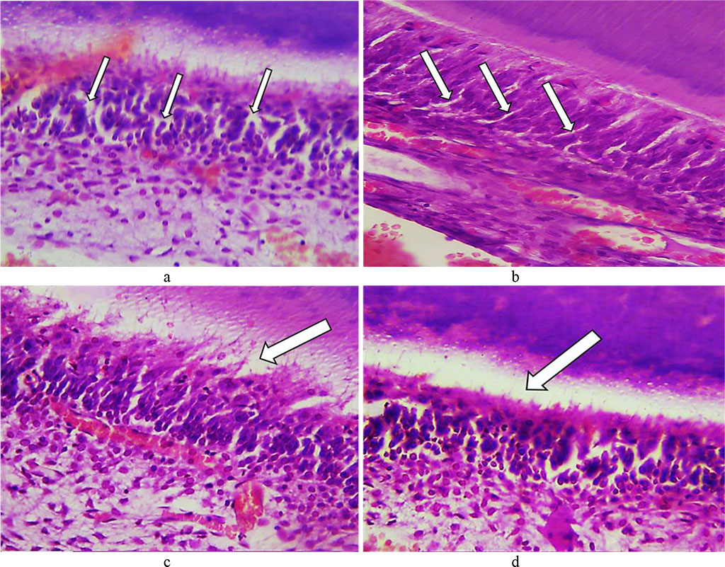 Fig. 16. Pathomorphological changes in the dental tooth tissues, the main group rats, Day 24 of the experiment: a – numerous vacuoles in the cytoplasm of odontoblasts (×400, hematoxylin-eosin staining); b – vacuolization of the cytoplasm of odontoblasts (×800, hematoxylin-eosin staining); c, d – accumulation of edematous fluid under odontoblasts (×400, hematoxylin-eosin staining).