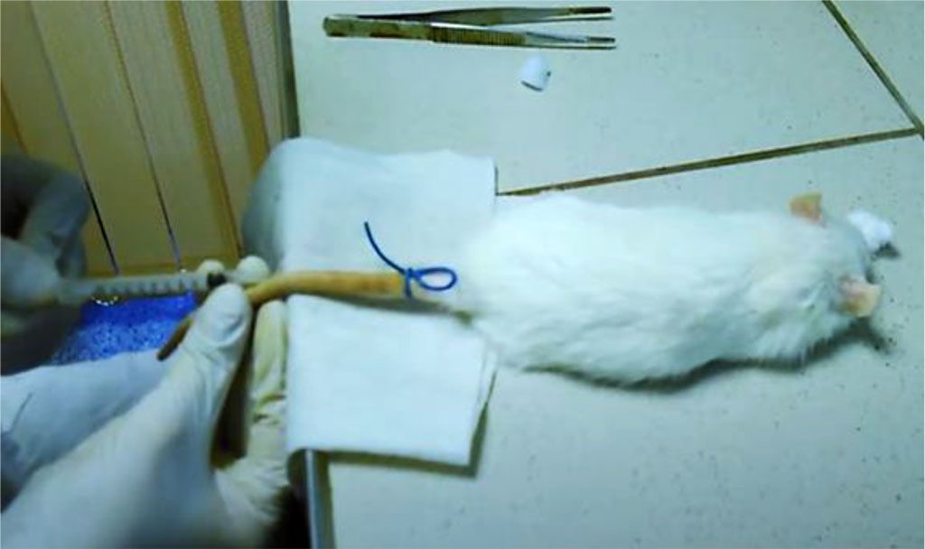 Fig. 2. Blood sampling from a laboratory animal’s (rat) tail vein.