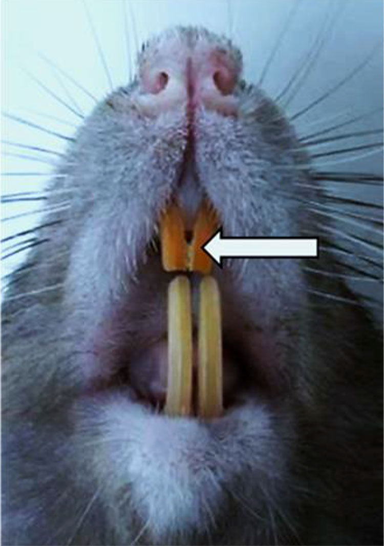 Fig. 3. Laboratory animal’s (rat) upper incisor teeth.