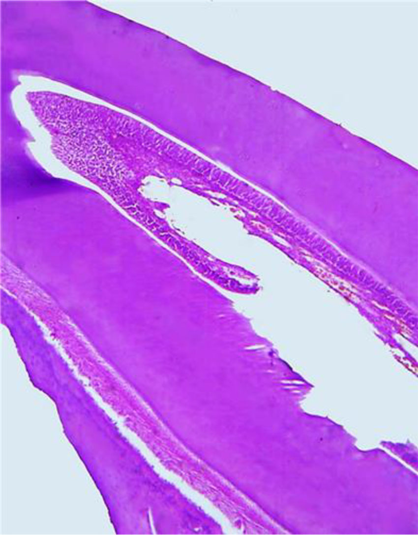 Fig. 6. Histological structure of a comparison group rat tooth (×200, hematoxylin-eosin stained).