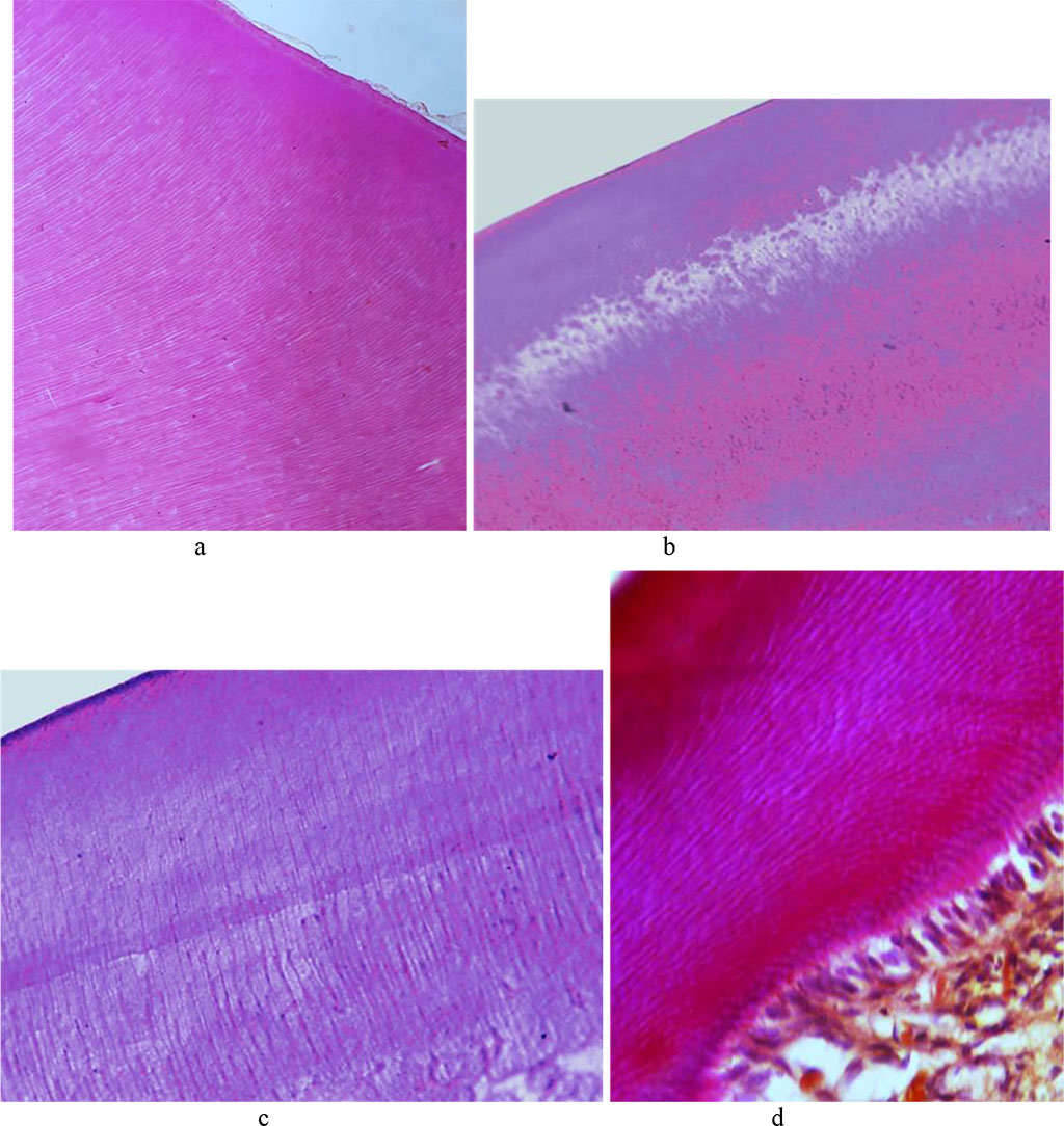 Fig. 7. Histological structure of the comparison group rat dental enamel prisms: a, b − ×200, hematoxylin-eosin staining; c − ×800, hematoxylin-eosin staining; d − ×800, picrofuxin staining by Van Gieson.