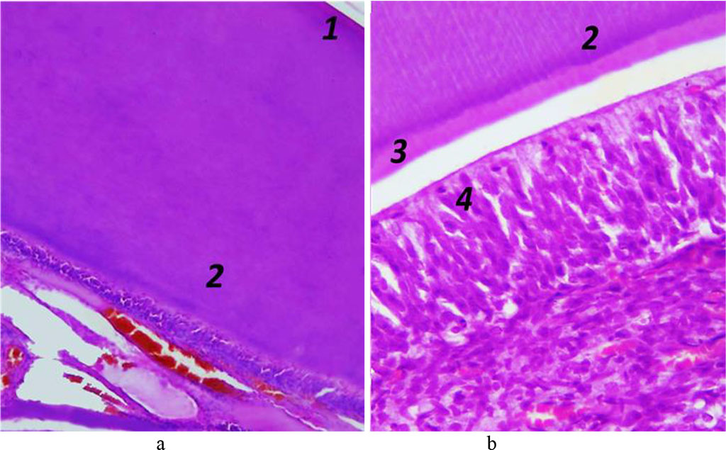 Fig. 8. Histological structure of rat dentin, the comparison group: 1 – cover dentin; 2 – circumpulpar dentin; 3 – predentin; 4 – odontoblasts (a − ×200, hematoxylin-eosin staining;
