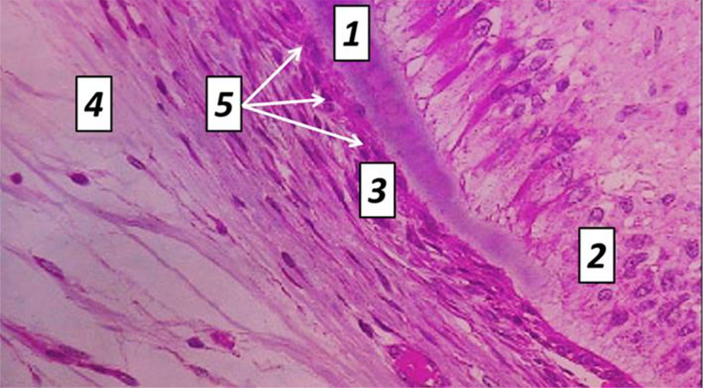Fig. 9. Histological structure of rat tooth cement, the comparison group: 1− dentin; 2 – odontoblasts; 3 − cellular cement; 4 – cell-free cement; 5 – cementocytes (×1200, hematoxylin-eosin staining).