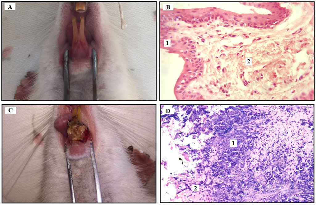 Fig. 1. Clinical and histological findings for each experimental day (D1, D7).