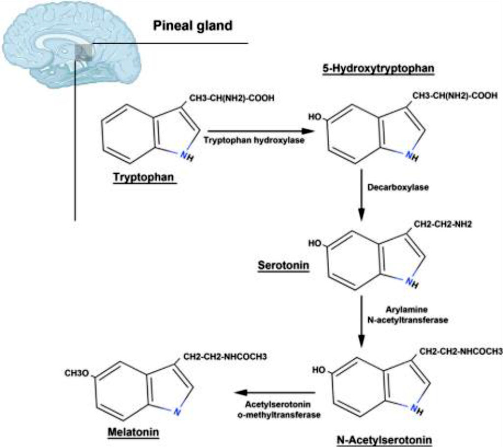 <p>Figure
  1. Synthesis of melatonin [23].</p>