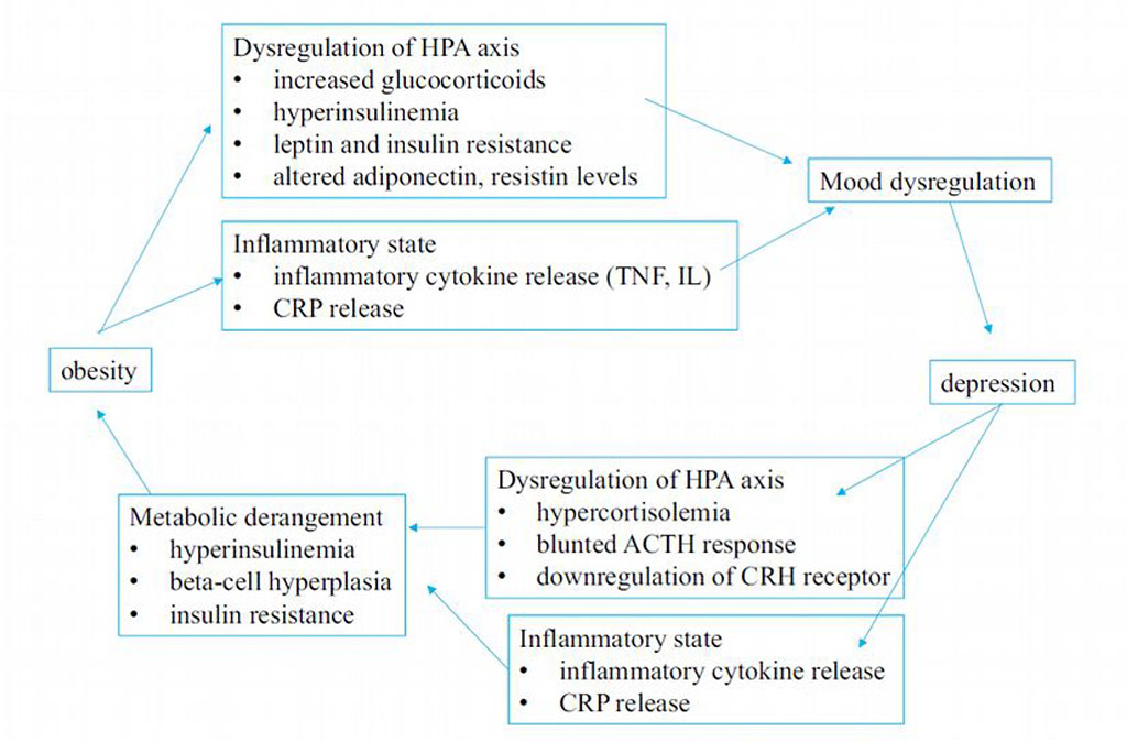 Figure 1. The bidirectional connection between obesity and depression