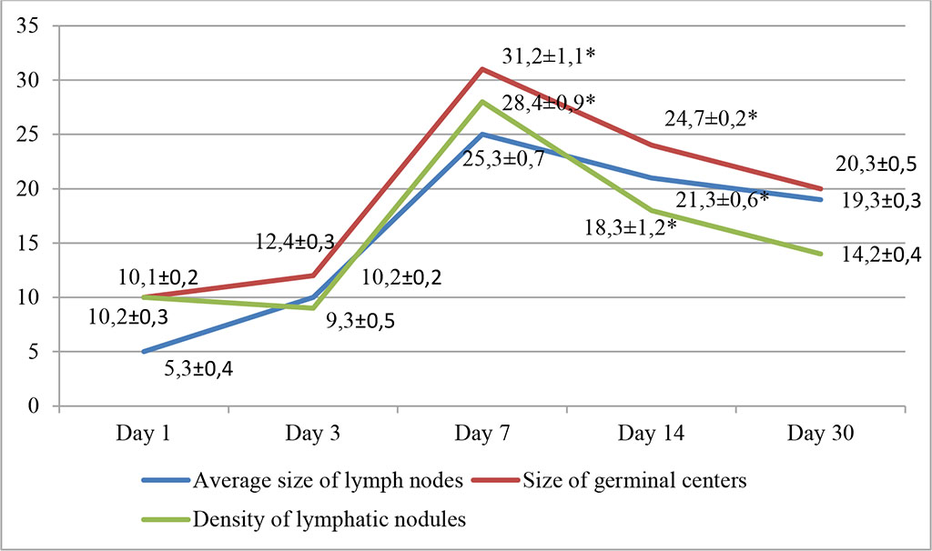 Fig. 2. Dynamics of morphofunctional changes in lymph nodes during intralymphatic administration of AB at different observation dates (%); * - differences are statistically significant at p<0.05