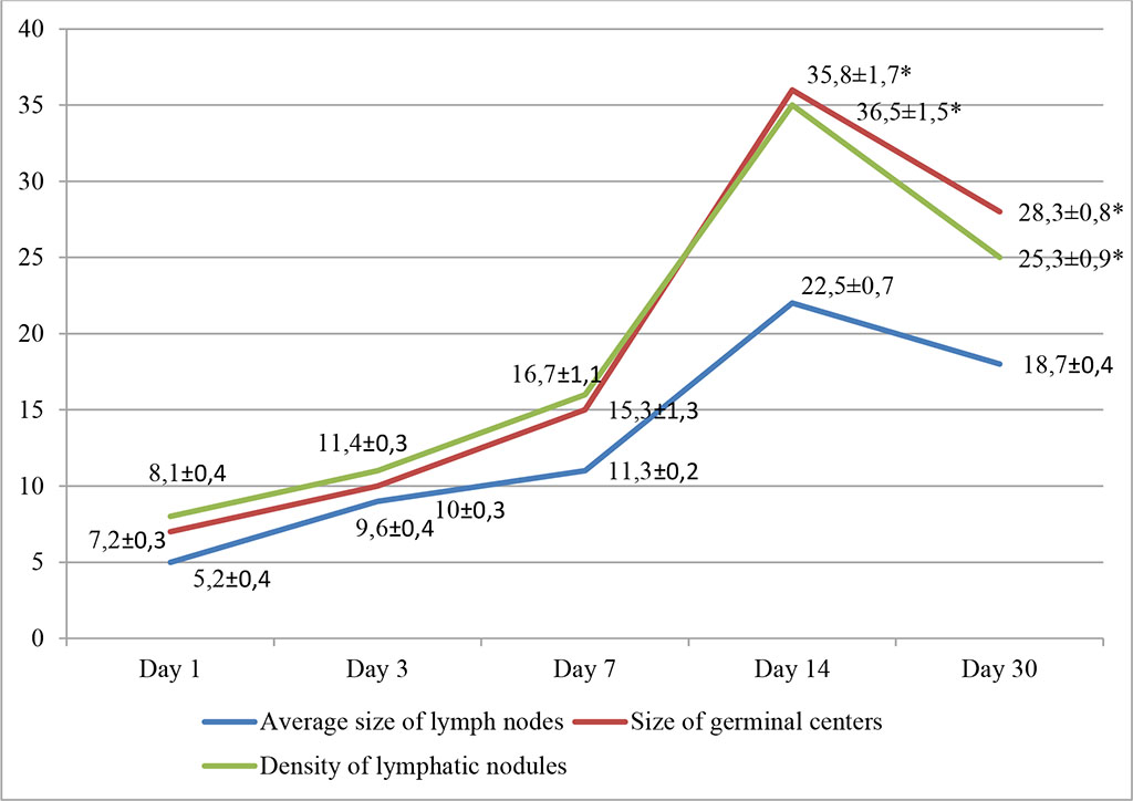 Fig. 3. Dynamics of morphofunctional changes in lymph nodes during intralymphatic administration of HP at different observation dates (%); * - differences are statistically significant at p<0.05