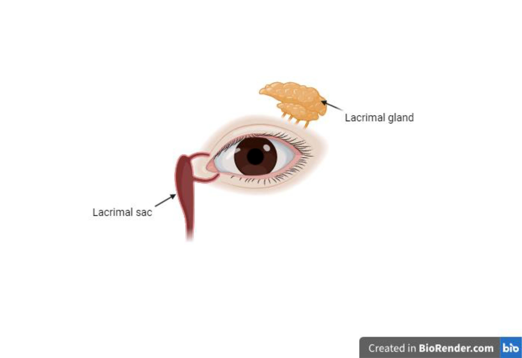 Fig. 2. The lacrimal apparatus