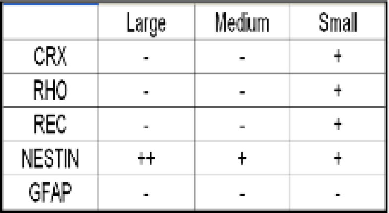 Figure 1. Results from staining populations of mRPCs isolated based on size using FACS. Cells classified as Medium and Large had similar immunocytochemical profiles based on the markers studied. 