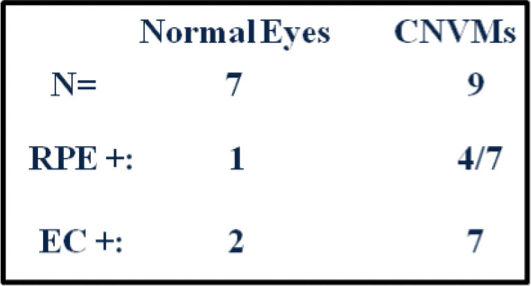 Figure 3. Comparison of SIRT1 expression in normal eyes and CNV membranes. SIRT1 staining was more commonly seen in RPE and endothelial cells (EC) in CNV membranes than in normal eyes. 